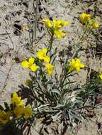 Image of alpine bladderpod