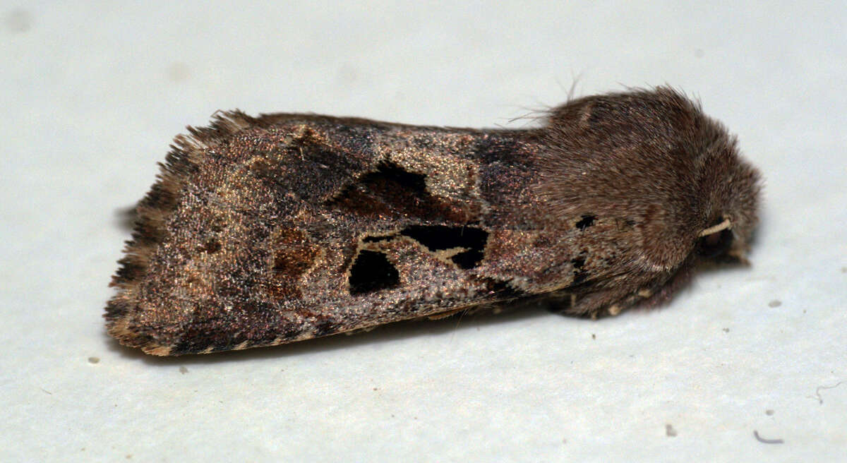 Orthosia gothica Linnaeus 1758 resmi