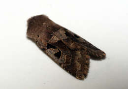 Orthosia gothica Linnaeus 1758 resmi