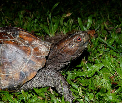 Image of Keeled box turtle