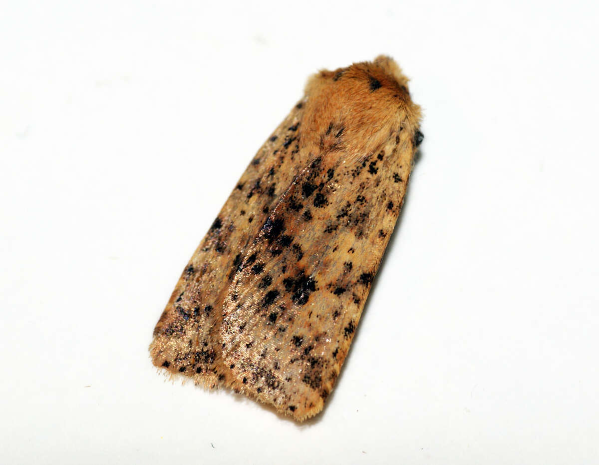 Image of dotted chestnut