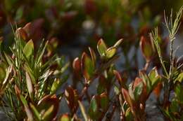 Image of Alternanthera littoralis P. Beauv. ex Moq.