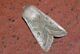 Слика од Orthosia gracilis Schiffermüller 1775