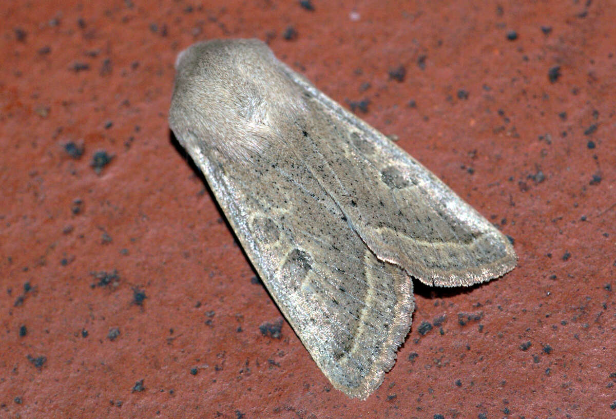 Слика од Orthosia gracilis Schiffermüller 1775