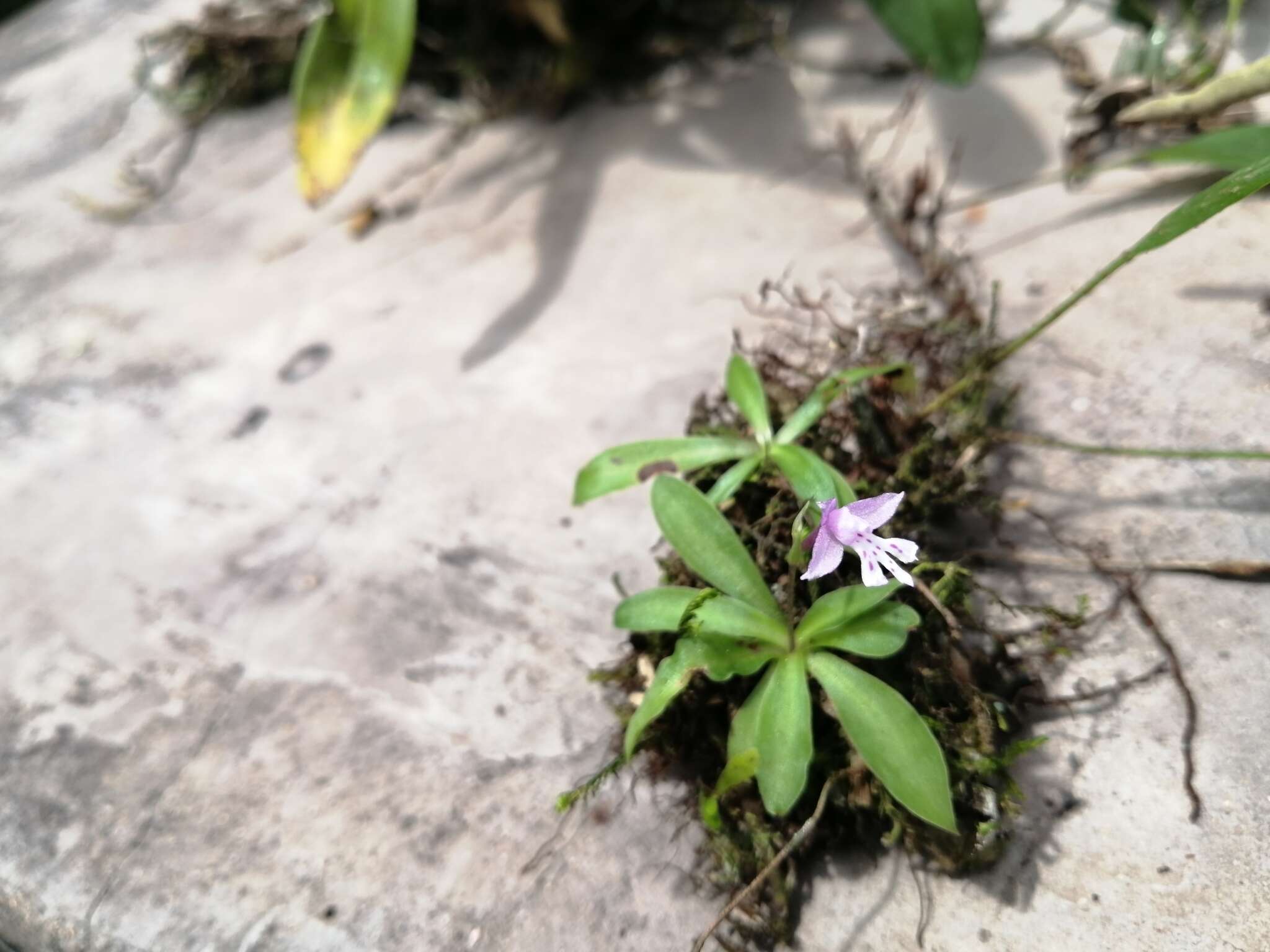 Image of Stenoglottis zambesiaca Rolfe