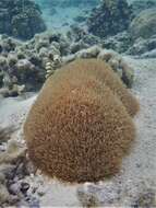 Image of Feather Coral