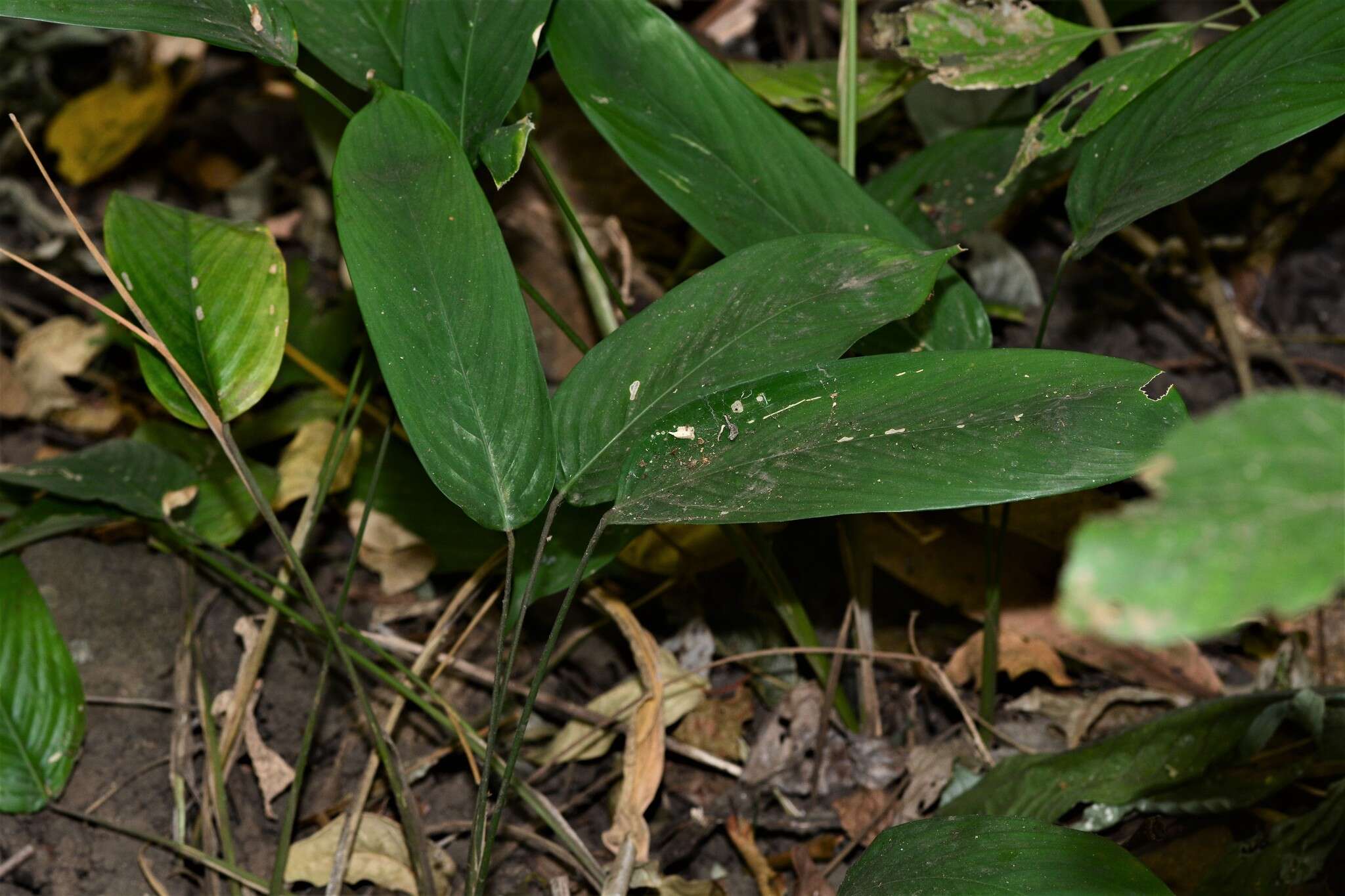 Image of Stachyphrynium spicatum (Roxb.) K. Schum.