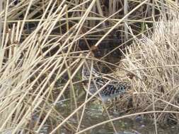 صورة Gallinago nigripennis nigripennis Bonaparte 1839