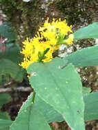 Image of Ouachita Mountain goldenrod