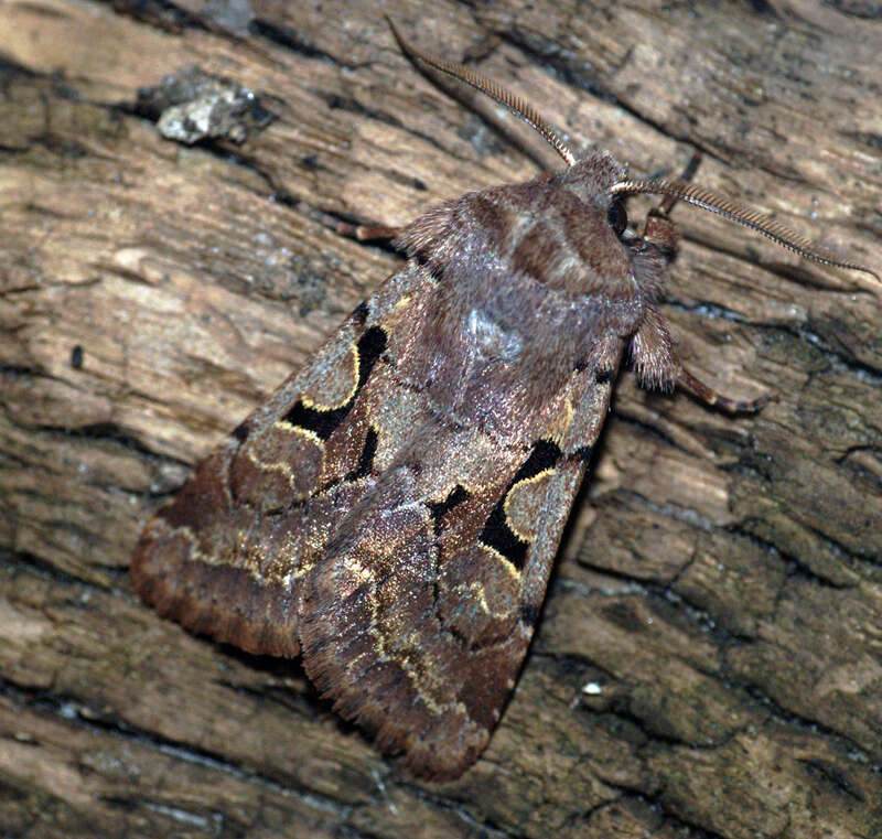 Orthosia gothica Linnaeus 1758 resmi