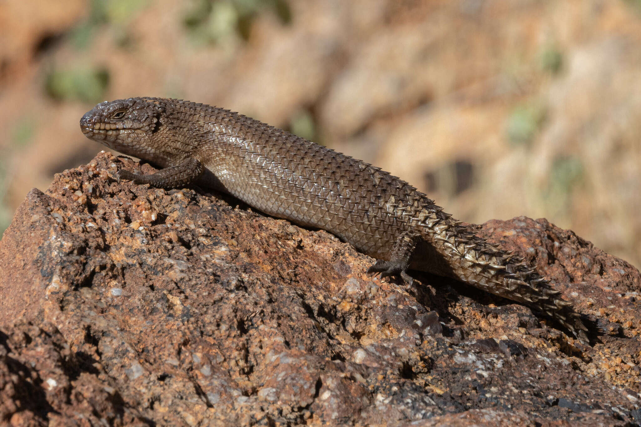 Image of Egernia stokesii zellingi De Vis 1884