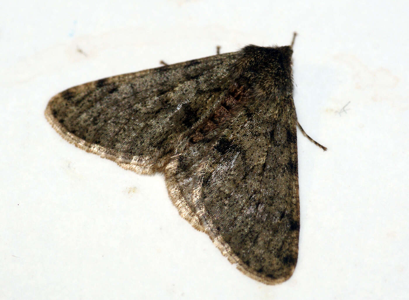 Image of pale brindled beauty