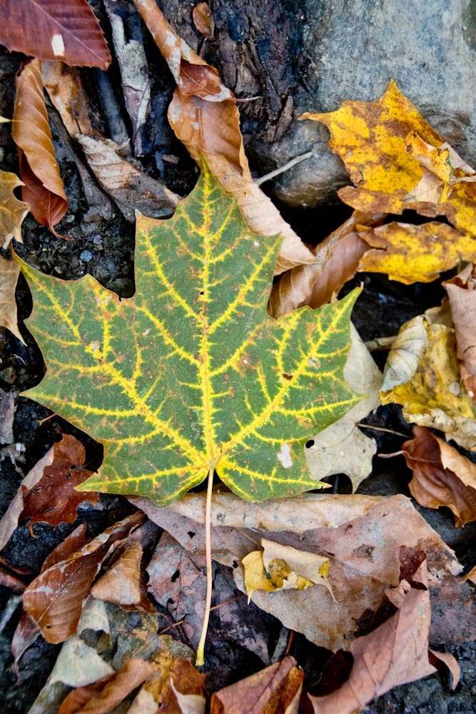 Image of sugar maple