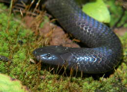 Image of Common Purple-glossed Snake