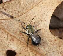 Image de Osmia bucephala Cresson 1864