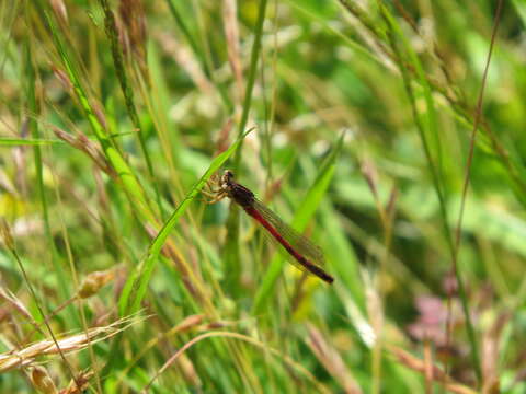 Image de Amphiagrion Selys 1876