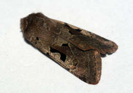 Orthosia gothica Linnaeus 1758 resmi