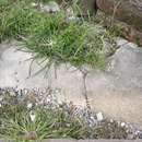 Image of Cyperus nipponicus Franch. & Sav.