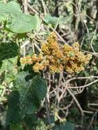 Image of Buddleja skutchii Morton