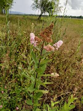 Слика од Spiraea salicifolia L.