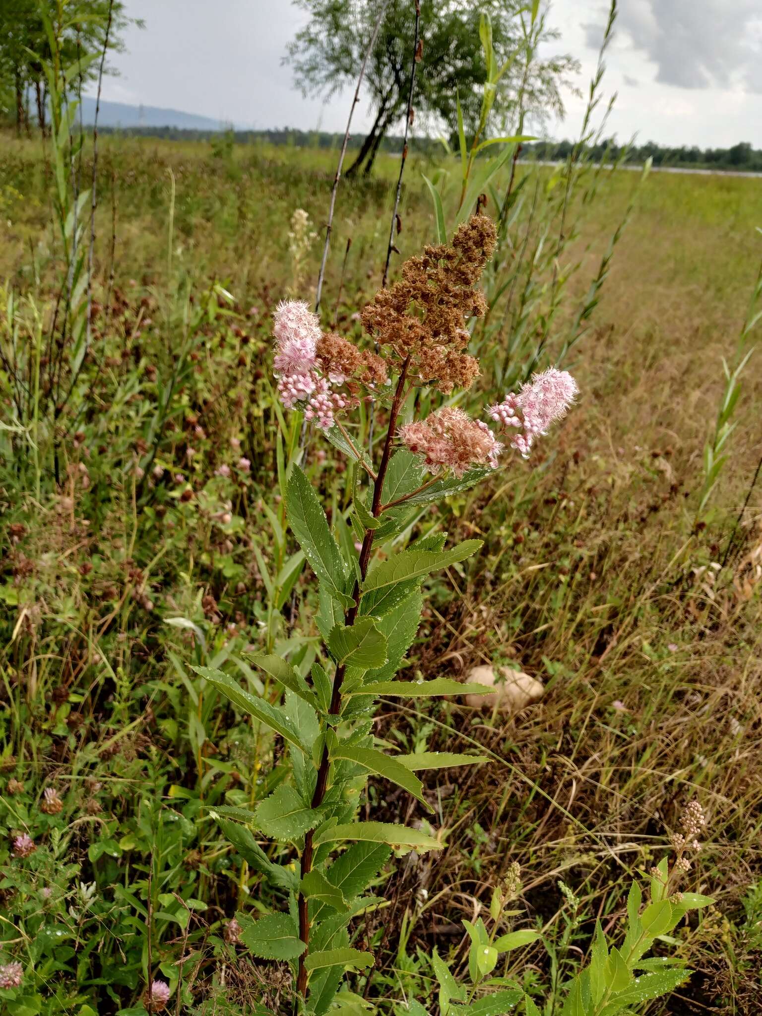 Image of willowleaf meadowsweet