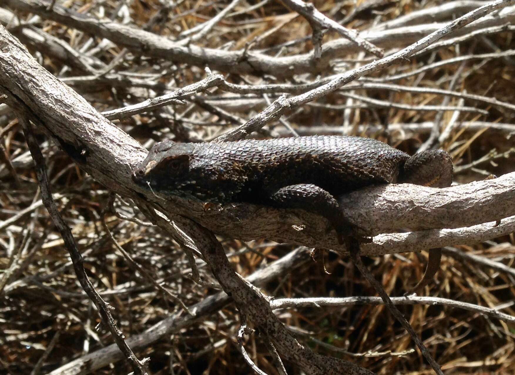 Image of Sceloporus becki Van Denburgh 1905