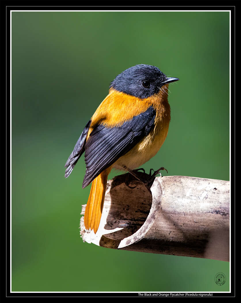 Image of Black-and-orange Flycatcher