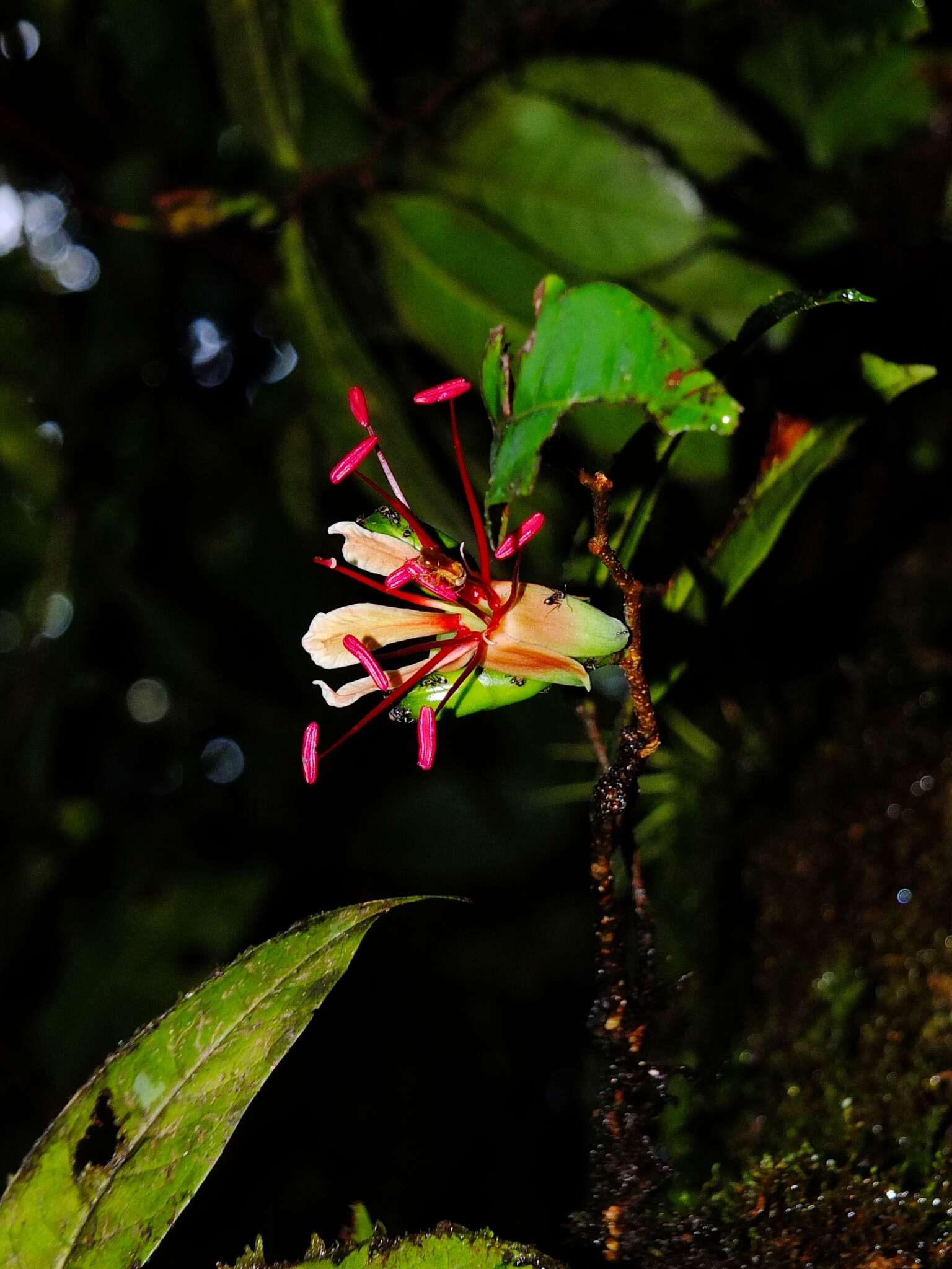 Imagem de Paloue guianensis Aubl.