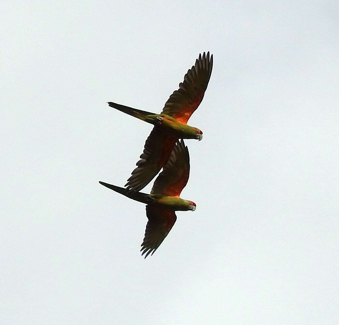 Image of Red-fronted Macaw