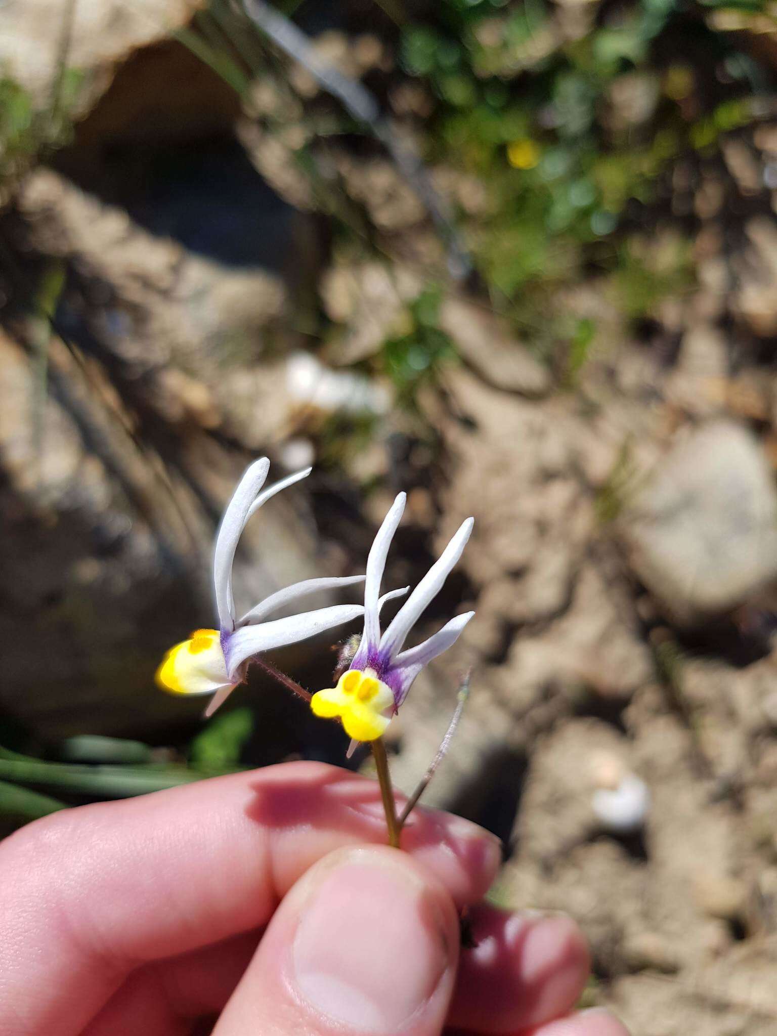 Слика од Nemesia cheiranthus E. Mey. ex Benth.