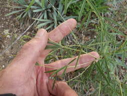 Image of narrowleaf Indian breadroot