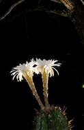 Image of Echinopsis rhodotricha K. Schum.