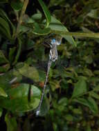 Image of Archilestes californicus McLachlan 1895