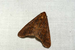 Image of mottled umber