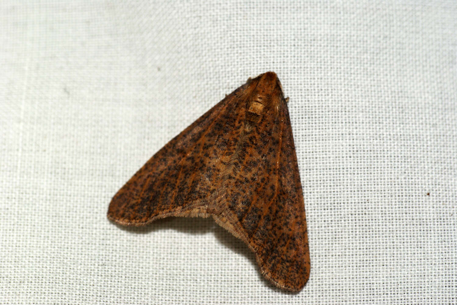 Image of mottled umber