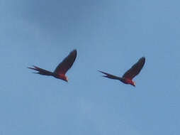 Image of Scarlet Macaw