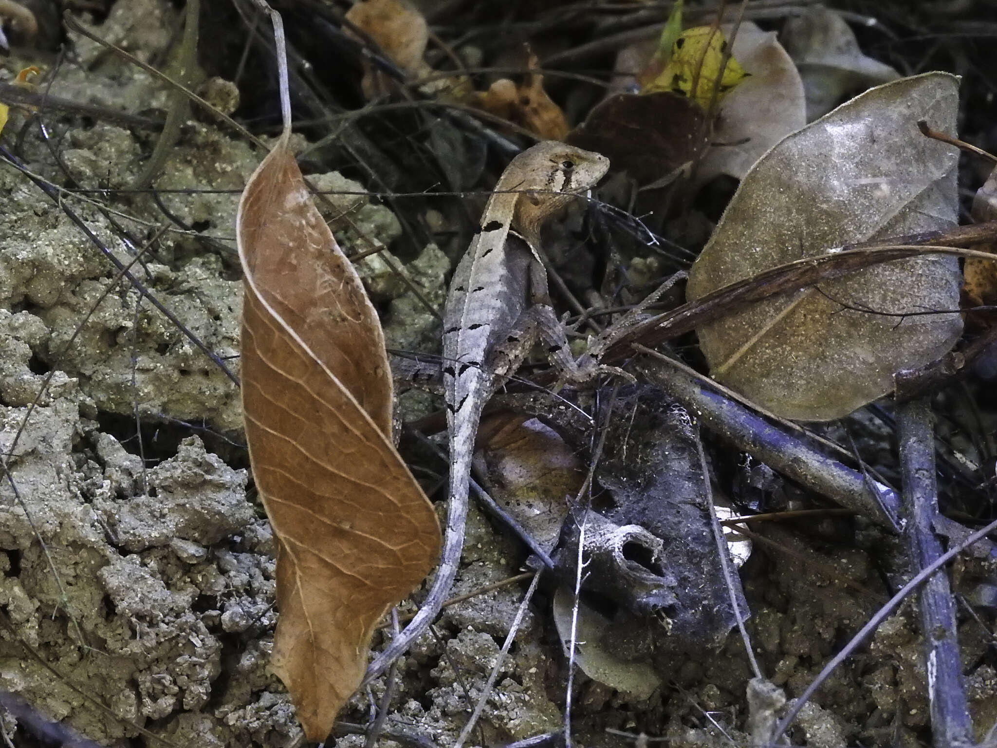 Image de Stenocercus erythrogaster (Hallowell 1856)