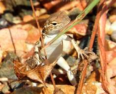 Image of Elegant Earless Lizard