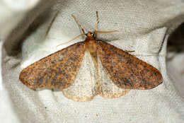 Image of mottled umber