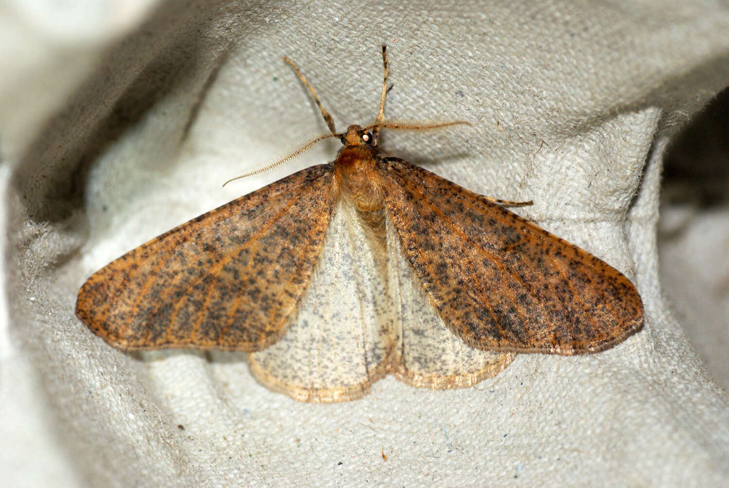 Image of mottled umber