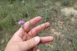 Image of branched blazing star