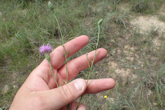 Image of branched blazing star