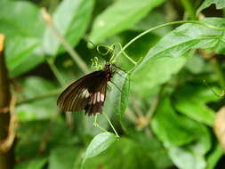 Слика од Parides anchises (Linnaeus 1758)