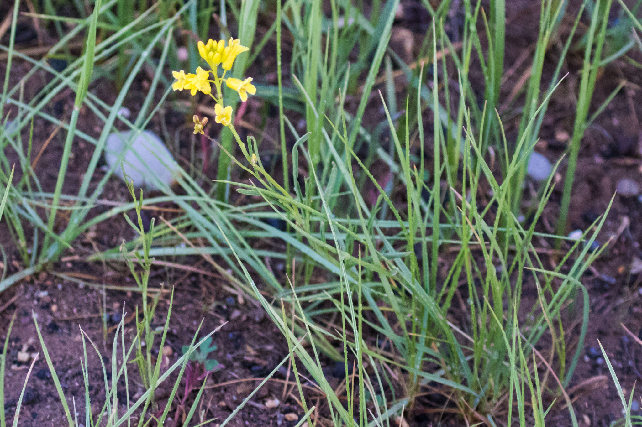 Image of flaxleaf plainsmustard