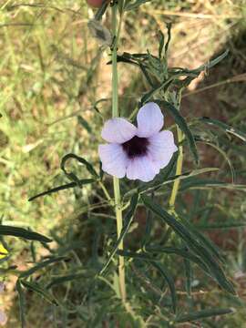 Image of Sesamum triphyllum var. triphyllum