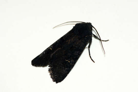 Image of black rustic