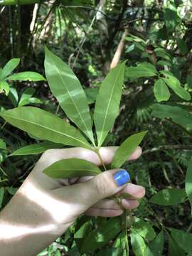 Image of Synoum glandulosum subsp. glandulosum