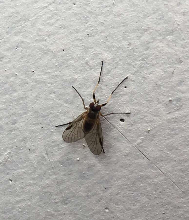 Image of Small Fleck-winged Snipe Fly