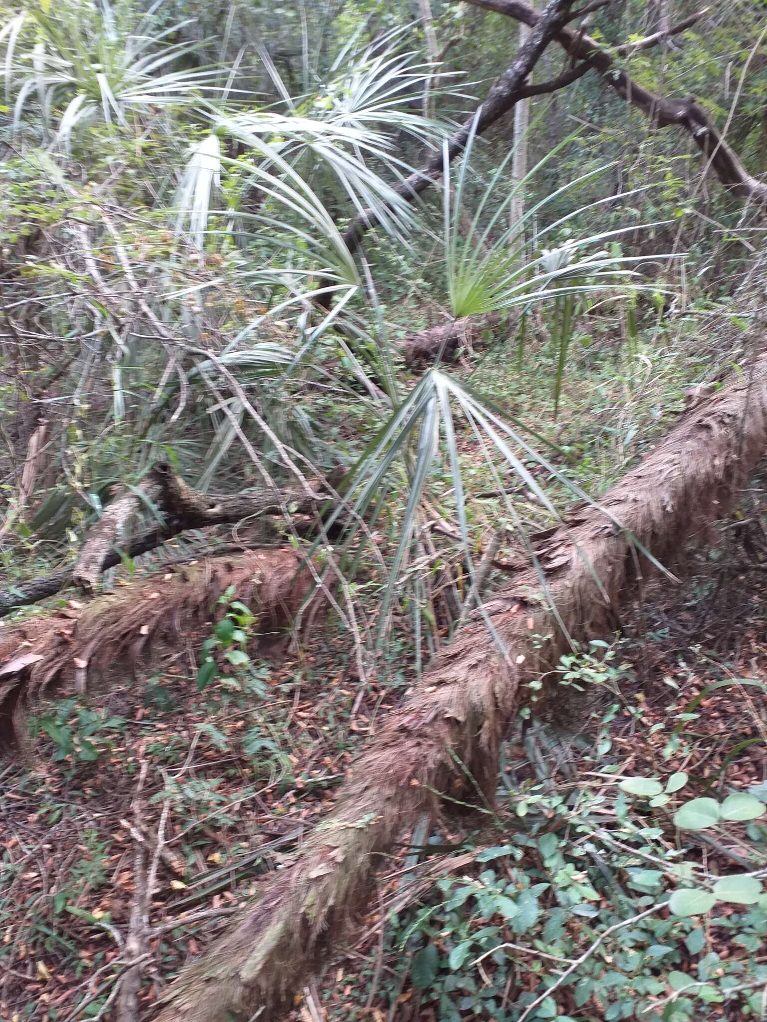 Plancia ëd Trithrinax schizophylla Drude