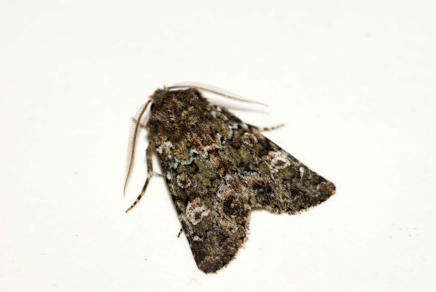 Image of Polymixis lichenea